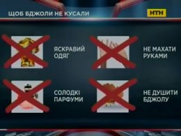 Такі корисні та небезпечні бджоли