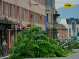 У середмісті Хусту вирубали молоді здорові дерева