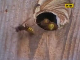 Рятувальники столиці ведуть справжню війну з шершнями