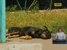 Жестокая афера вокруг бездомных собак в Смеле