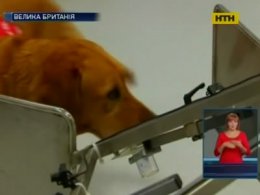 В Англії собаки допомогають діагностувати рак