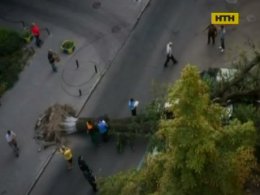 У Києві дерева не тішать людей, а загрожують небезпекою