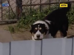За убитую собаку, напавшую на женщину, с жертвы требуют 200 тысяч гривен