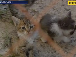 Около сотни котят бросили умирать прямо посреди леса под Киевом