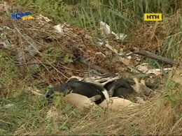У Києві невідомі порізали та постріляли безпритульних псів