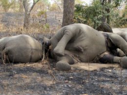 Мир объединяется против убийц слонов в Африке