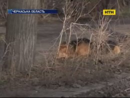 В Черкасской области яд для бродячих псов разбросали возле детских учреждений