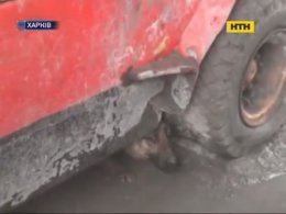 Харківські надзвичайники під час гасіння пожежі врятували собаку