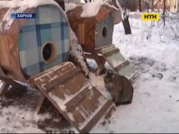 Харків'янин побудував хостел для бродячих котів