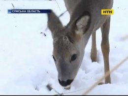 На Сумщине живодеры убили ручную косулю