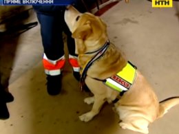 Собака спасла жизнь людей после обрушения дома в Киеве