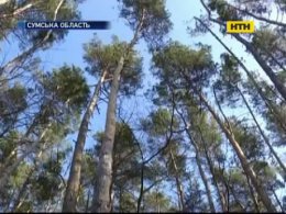 На Сумщине нашли повешенную школьницу