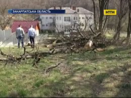 Скандал на Закарпатье из-за вырубленного школьного сада