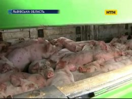 Свиноферма отравила жизнь селян на Львовщине