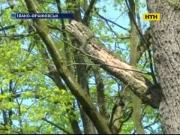 В Івано-Франківську в парку на подружжя з дитиною впало дерево