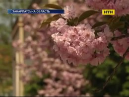 50 оттенков розового - в Ужгороде цветет сакура