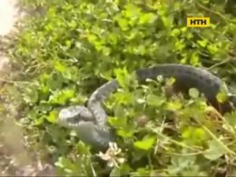 Гадюки прокинулися - як не стати жертвою змій