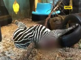В норвежском зоопарке львов накормили зеброй
