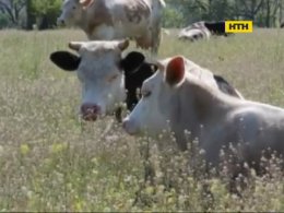 В Винницкой области мужчина перерезал горло пастуху за невежливое обращение с коровой