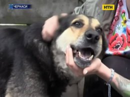 В черкасском приюте собаки остались без прививки против бешенства