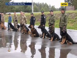 Під Києвом службові собаки змагаються за право представляти Україну на міжнародних змаганнях