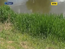 У Луцьку знайшли подертий собаками труп немовляти