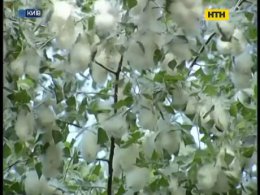 В Киеве нашли замену пухоносным тополям