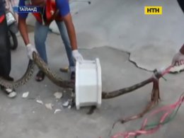 У Таїланді пітон влаштував засідку в унітазі