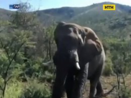 Арнольд Шварцнегер закликає захищати слонів