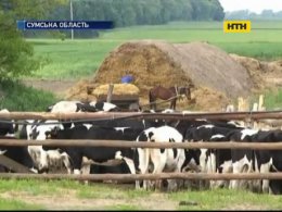 На Сумщині робітника завалило силосом