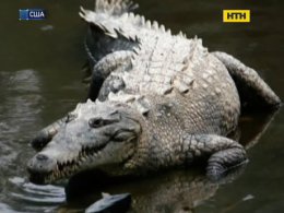 Хто винен у загибелі дитини в Орландо?