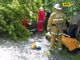 В Виннице дерево оборвало провода и травмировало пожилую женщину