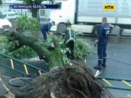 Волинь стала жертвою буревію