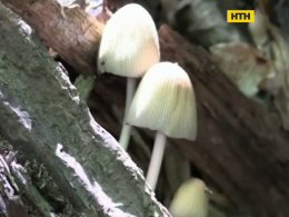 В Винницкой области дети отравились грибами