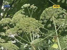 Як врятуватися від отруйного соку Борщівника Сосновського
