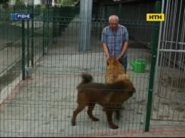 Жители Ровно требуют выставить из города питомник агрессивных собак