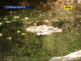 На Сумщине неизвестные выбросили в реку потроха животных