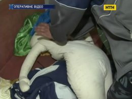 В Жмеринке рецидивист задушил супругов