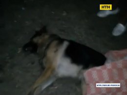 У Херсоні двійко катів викинули з балкона собаку
