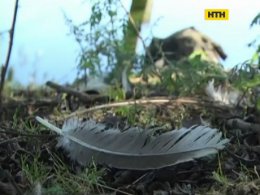 Трагічний початок мисливського сезону в Охтирці