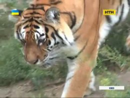 Киевских тигров поздравляли с днем рождения
