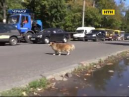 У Черкасах пес вчить водіїв та пішоходів правилам руху