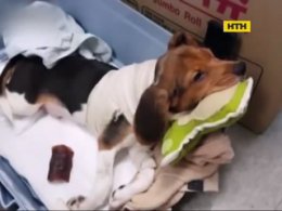 Итальянский нейрохирург готов к пересадке головы человеку