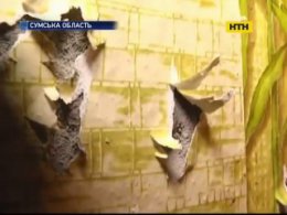 В Ромнах многодетная семья пострадала от взрыва
