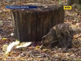 Таємнича загибель пенсіонера на Рівненщині