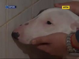 В деле садистов из Харькова две жертвы - котенок и собака