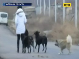 Четыре человека стали жертвами агрессивных собак на Киевщине