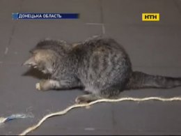 В Донецкой области палач безнаказанно издевается над животными