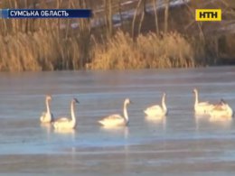 На Сумщині зграя лебедів потрапила у крижану пастку