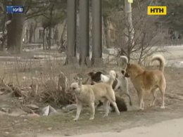 Зоозахисники проти догхантерів